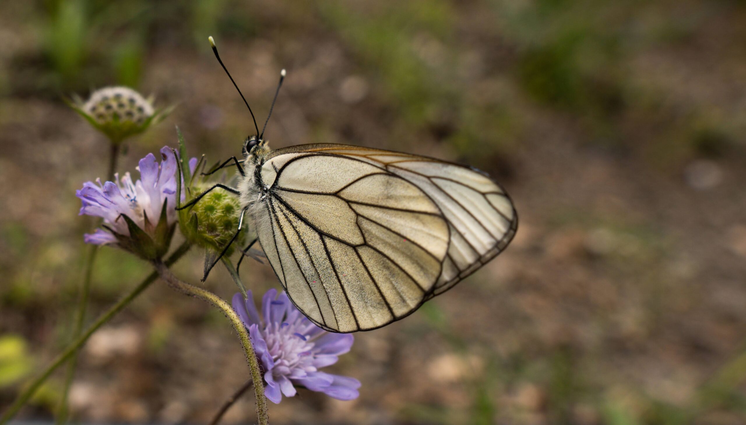 Butterfly on a flower