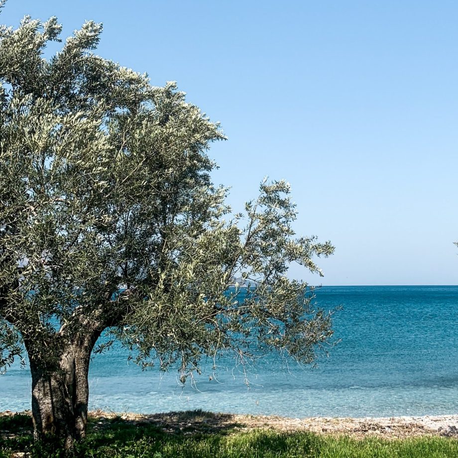 NOMIAEXP olive sea NOMIAEXP olive sea