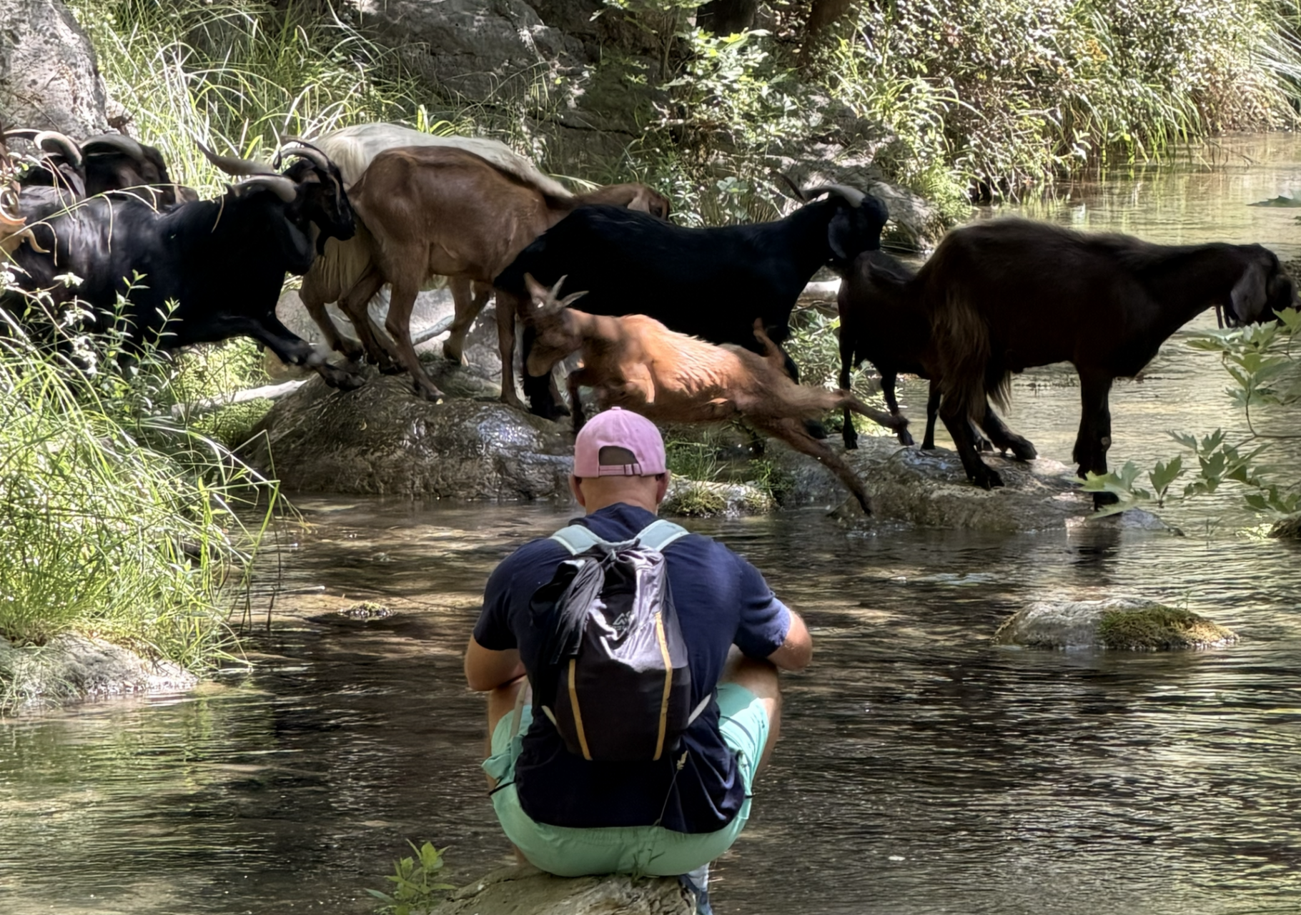 Goats crosing Spiliakia Stream with a guy seating in the river